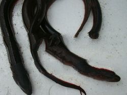 CULTURED FRESH WATER YELLOW EEL