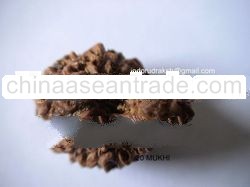 Rudraksh- 20 Mukhi