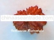 15 Mukhi Rudraksha Java Bead