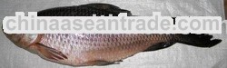 Rohu Fish
