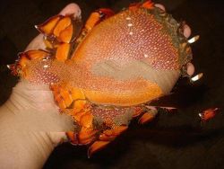 Curacha / Sea Cockroach