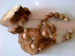 malacensis bracelet agarwood