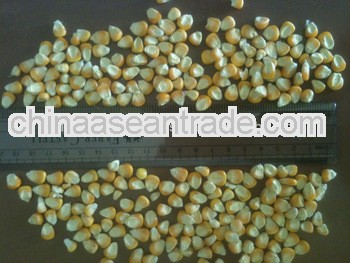 indian corn animal feed