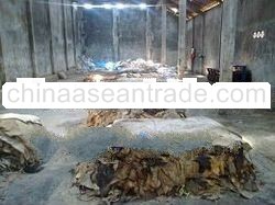 WETSALTED JAVA COWHIDES