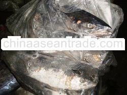 Spanish Mackerel