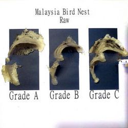 edible bird's nest