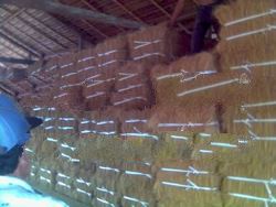 Coconut Fiber