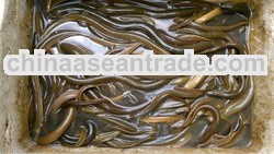 FRESHWATER EEL( MONOPTERUS ALBUS )