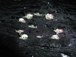 Freshwater Pearl with glass beads