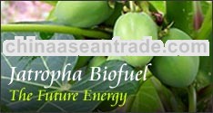 Jatropha