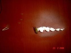 Key chain Natural Seashells Art Handicraft