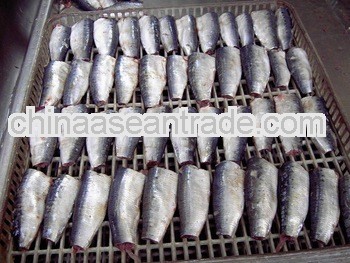 jack mackerel