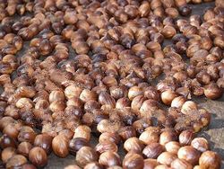 Whole Nutmeg (Indonesia Origin)
