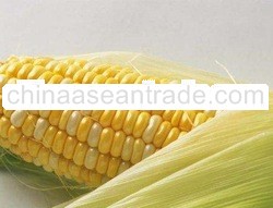 Cameron Highlands Sweet Corn
