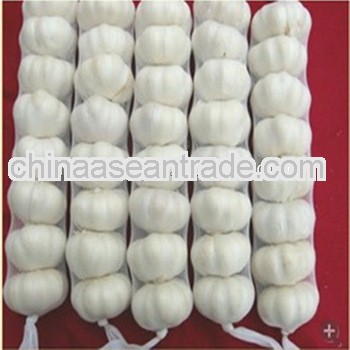 jining wholesale chinese garlic