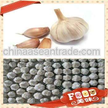 jinxiang garlic supplier from alibaba