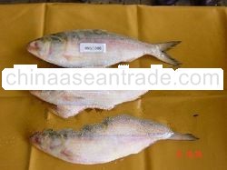 Frozen Hilsa ( Whole Round )