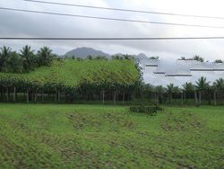 coconut shell Charcoal