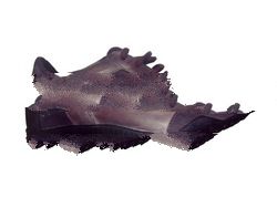 Black And Brown Casual Leather Shoe