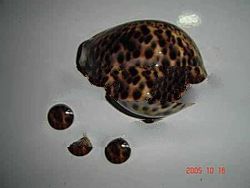 TIGER COWRIE BLACK BACKGROUND Shell Button