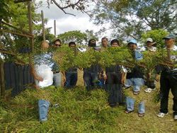 Malunggay (Moringga Oleifera) leaves & powder