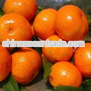juicy citrus fruit sweet satang mandarin