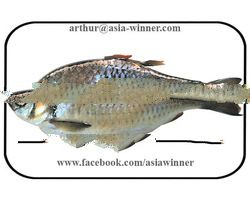 SHOR PUTI Back Gutted (Puntius sarana)