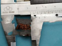 Garbha gauri Rudraksh