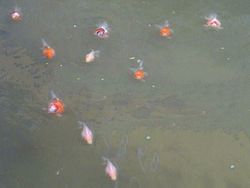 Gold fish