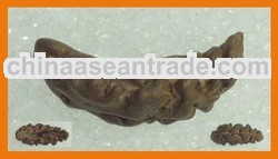 01 Ek Mukhi Kaju Shape