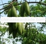 Serat Kapuk / Kapuk Fiber