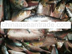 Hilsa