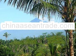 Its owner sells this gorgeous property located in the mountains, 40 kilometers north of Ubud with fa