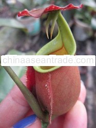 nepenthes bicalcarata