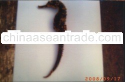 Dried Sea Horse