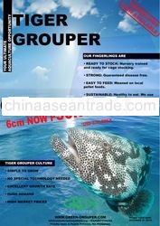 Tiger Grouper Fingerlings
