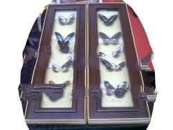 Butterfly Hangings Teak