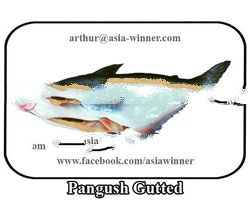 Pangush Gutted (Pangasius pangasius)