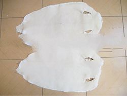 stingray skin