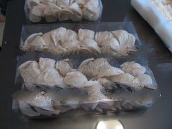 white House or Cave Bird's Nest