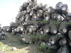 Teak, Hard wood