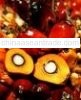Crude Palm Oil