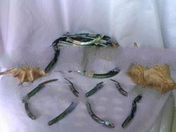 Spektrum Native Hut Shop