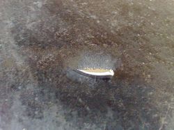 925 Sterling Silver Endcap 4x30 Smooth Finished