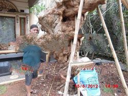 Plumeria Acutifolia Desert Rose