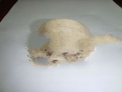 Pure White Bird Nest