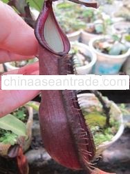 nepenthes Longifolia