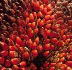 Palm Oil