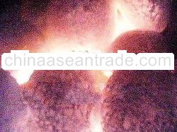 Coconut Shell Charcoal Briquette