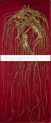 Panax Ginseng Whole Root